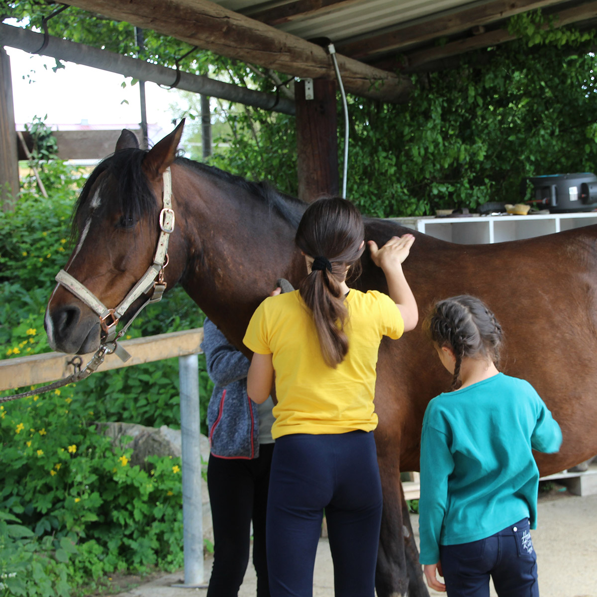 Home - Reittherapie Lindenhof - Pferdegestützte Pädagogik Und Therapie